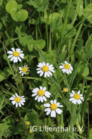 Acker-Hundskamille Acker-Hundskamille