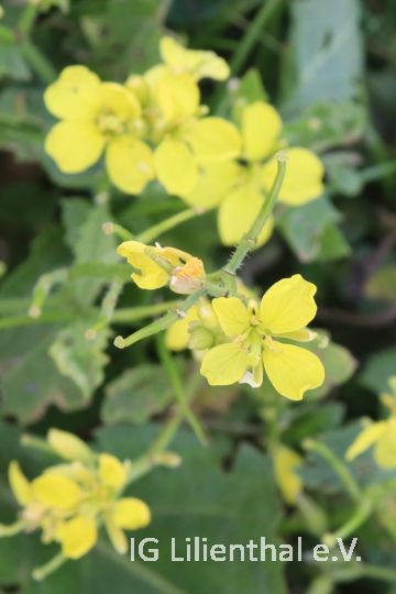 Acker-Senf Acker-Senf