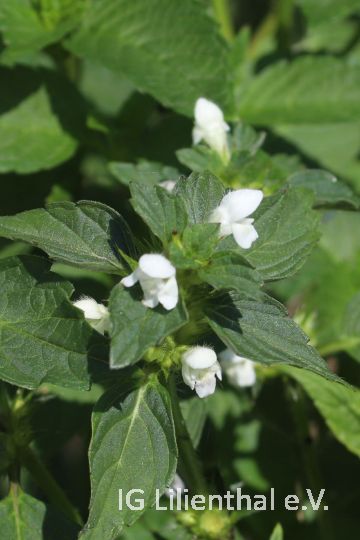 Ackerhohlzahn Ackerhohlzahn