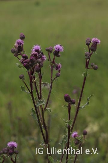 Ackerkratzdistel Ackerkratzdistel