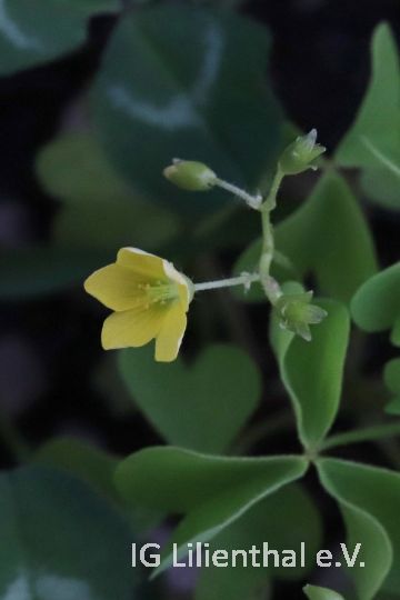 Aufrechter Sauerklee Aufrechter Sauerklee