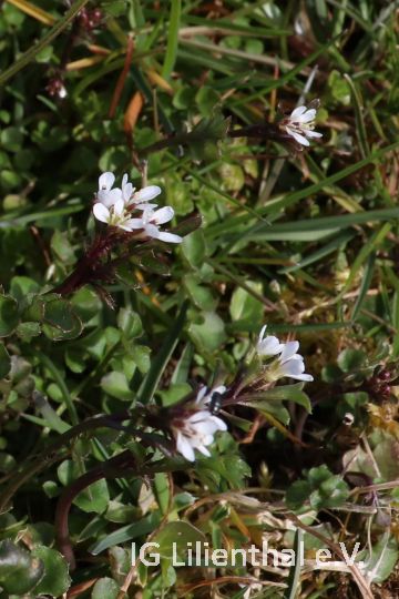 Behaartes Schaumkraut Behaartes Schaumkraut