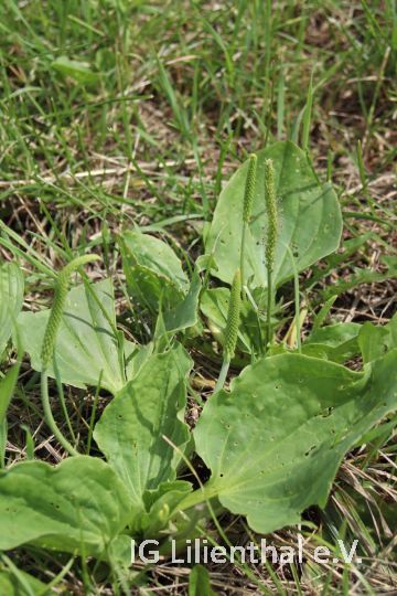 Breitwegerich Breitwegerich