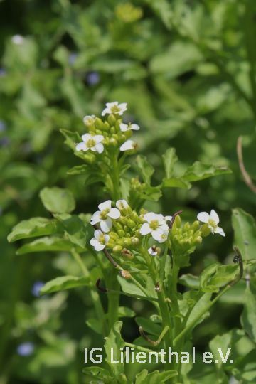 Brunnenkresse Brunnenkresse