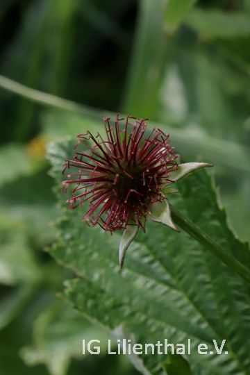 Echte Nelkenwurz Echte Nelkenwurz