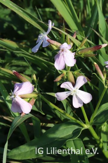 Echtes Seifenkraut Echtes Seifenkraut