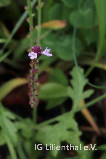 Echtes Eisenkraut Echtes Eisenkraut