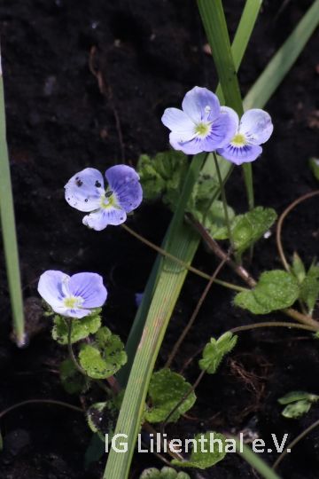 Faden-Ehrenpreis Faden-Ehrenpreis