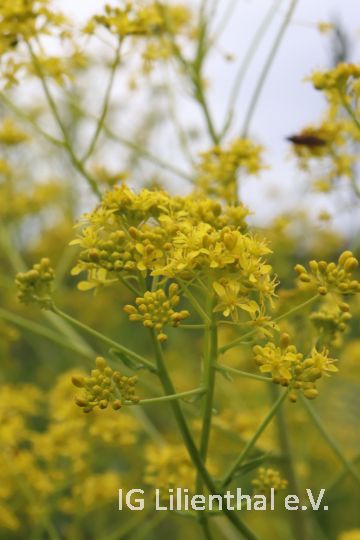 Färberwaid Färberwaid