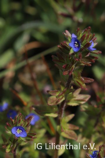 Feld-Ehrenpreis Feld-Ehrenpreis