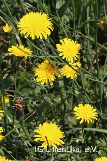 Ferkelkraut Ferkelkraut