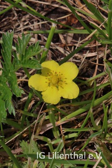 Gänsefingerkraut Gänsefingerkraut