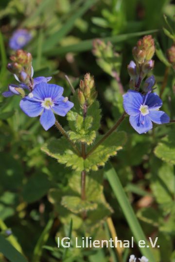 Gamander-Ehrenpreis Gamander-Ehrenpreis