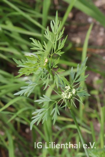 Gewöhnliche o. Wilde Möhre Gewöhnliche o. Wilde Möhre