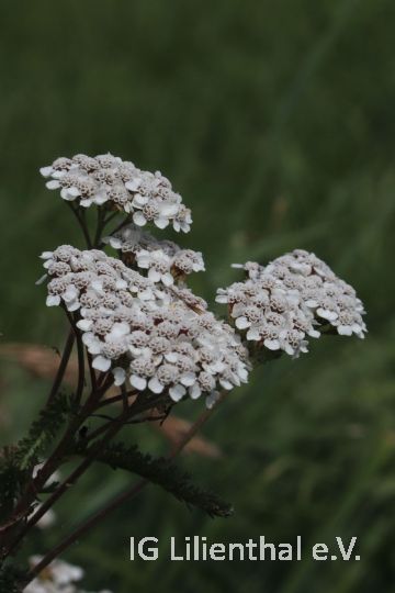 Gew. Wiesen-Schafgarbe Gew. Wiesen-Schafgarbe