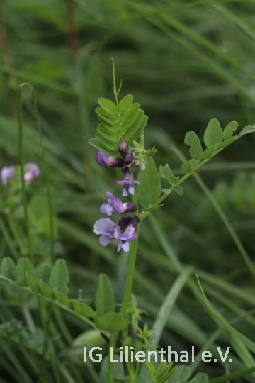 Gewöhnliche Zaunwicke Gewöhnliche Zaunwicke