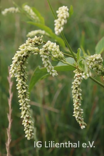 Gewöhnlicher Ampferknöterich Gewöhnlicher Ampferknöterich