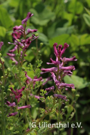 Gewöhnlicher Erdrauch Gewöhnlicher Erdrauch