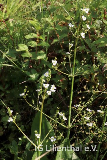 Gewöhnlicher Froschlöffel Gewöhnlicher Froschlöffel