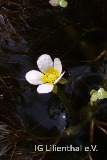 Gew. Wasser-Hahnenfuss Gew. Wasser-Hahnenfuss