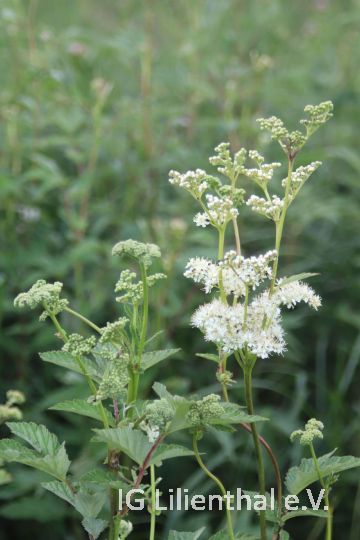 Große Spierstaude Große Spierstaude
