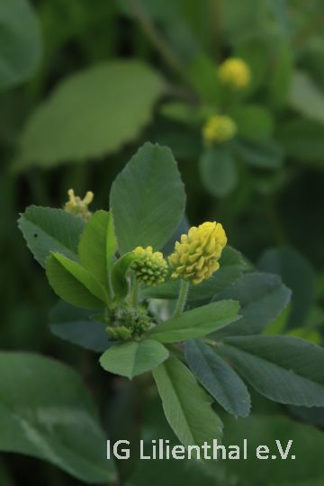 Hopfenklee Hopfenklee