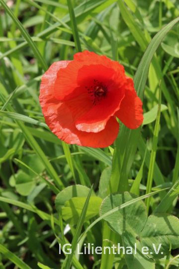 Klatschmohn Klatschmohn