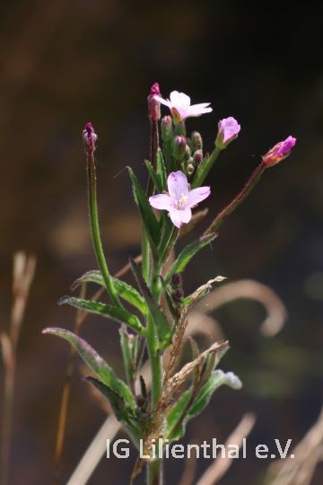 Kleinblütiges Weidenröschen Kleinblütiges Weidenröschen