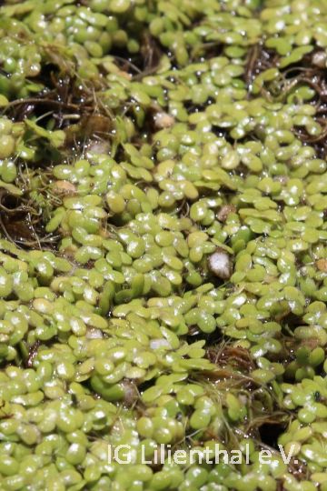 Kleine Wasserlinse Kleine Wasserlinse