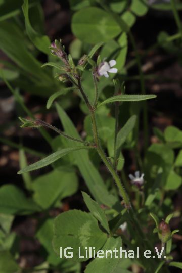 Kleines Leinkraut Kleines Leinkraut