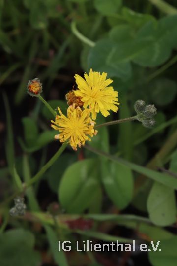Kleinköpfiger Pippau Kleinköpfiger Pippau