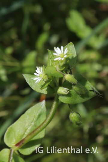 Knäuel-Hornkraut Knäuel-Hornkraut