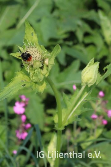 Kohldistel Kohldistel