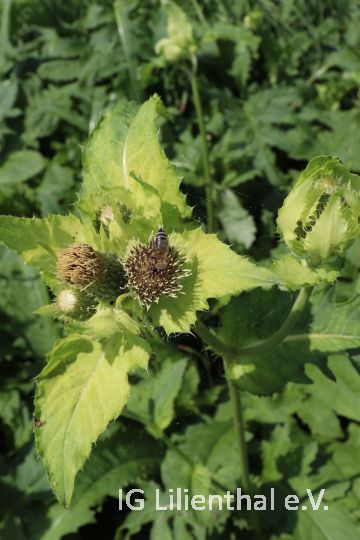 Kohldistel Kohldistel