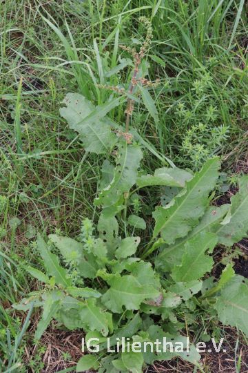 Krauser Ampfer Krauser Ampfer