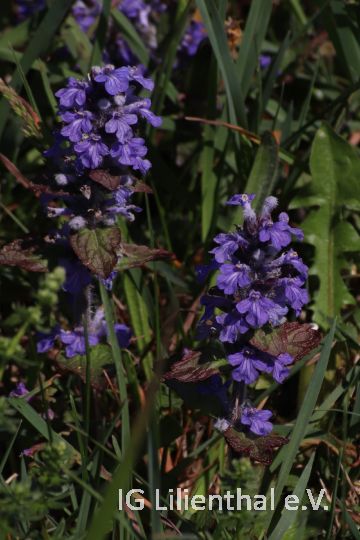 Kriechender Günsel Kriechender Günsel