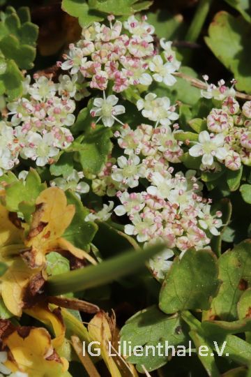 Kriechender Sellerie Kriechender Sellerie