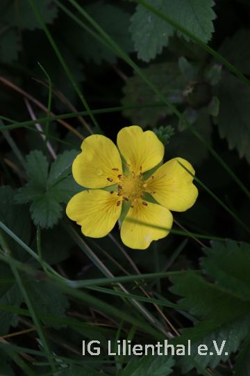 Kriechendes Fingerkraut Kriechendes Fingerkraut