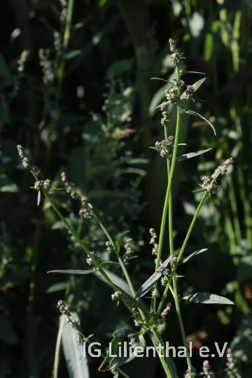 Langblättrige Melde Langblättrige Melde