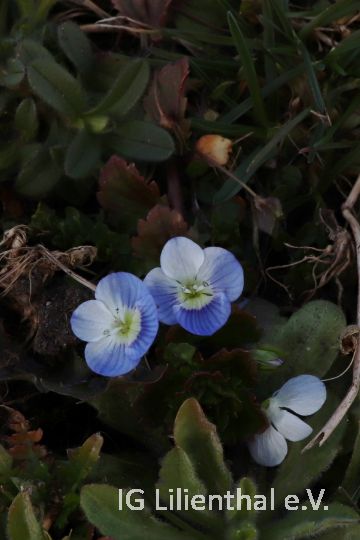 Persischer Ehrenpreis Persischer Ehrenpreis