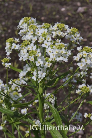 Pfeilkresse Pfeilkresse