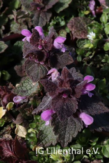 Purpurrote Taubnessel Purpurrote Taubnessel