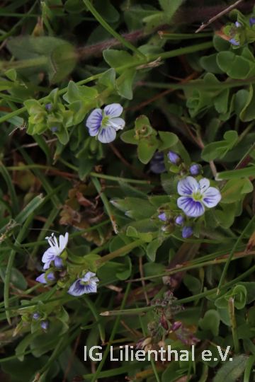 Quendelblättriger Ehrenpreis Quendelblättriger Ehrenpreis