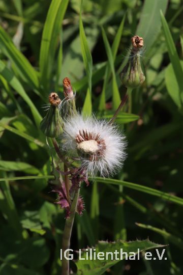 Rauhe Gänsedistel Rauhe Gänsedistel