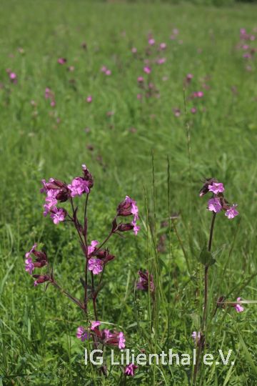 Rote Lichtnelke Rote Lichtnelke
