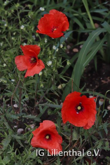 Saat-Mohn Saat-Mohn