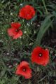 Saat-Mohn Saat-Mohn