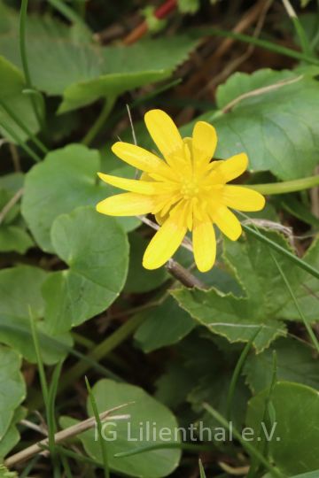 Scharbockskraut (neu) Scharbockskraut (neu)