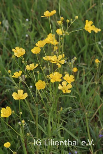 Scharfer Hahnenfuß Scharfer Hahnenfuß