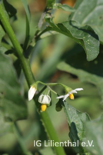 Schwarzer Nachtschatten Schwarzer Nachtschatten